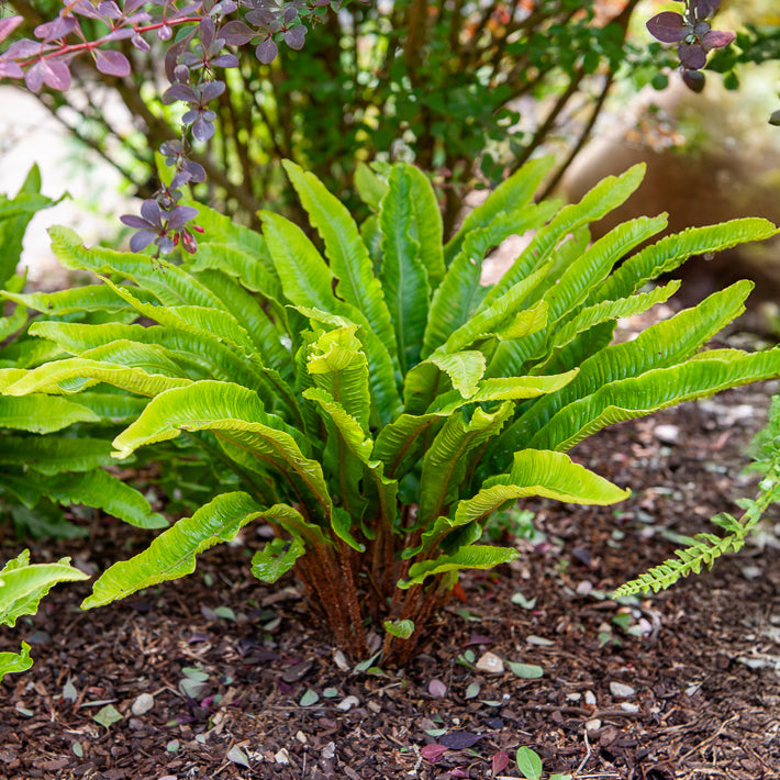 Stauden - Hirschzungenfarn - Asplenium scolopendrium