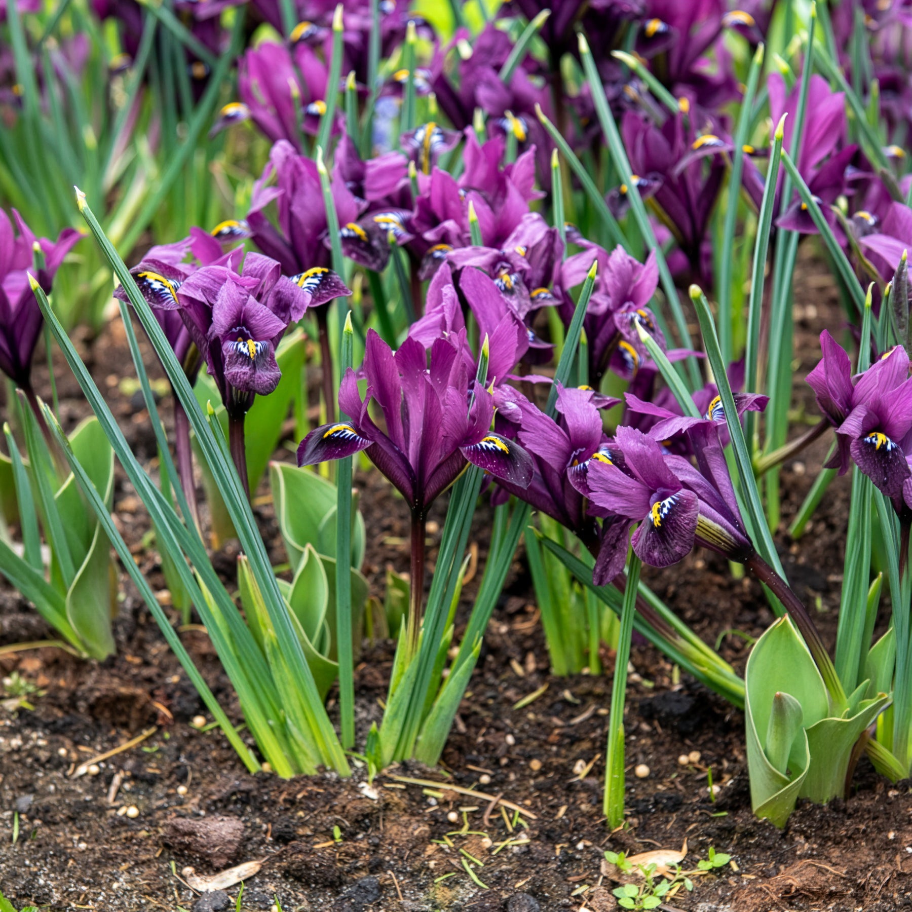Schwertlilien Mischung ‘Fraternal Twins’ (x25) - Iris Blue Hill, Iris Purple Hill - Bakker
