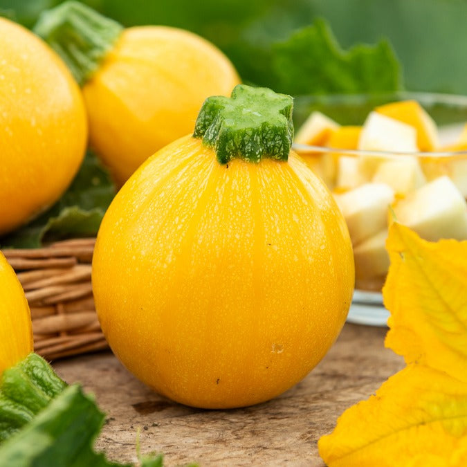 Zucchini Sun Ball F1 - Bakker