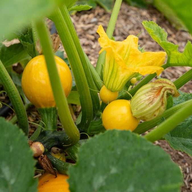 Cucurbita pepo - Zucchini Sun Ball F1 - Samen für Zucchini