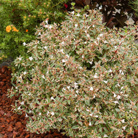 Großblütige Abelie Confetti - Abelia grandiflora Confetti - Bakker