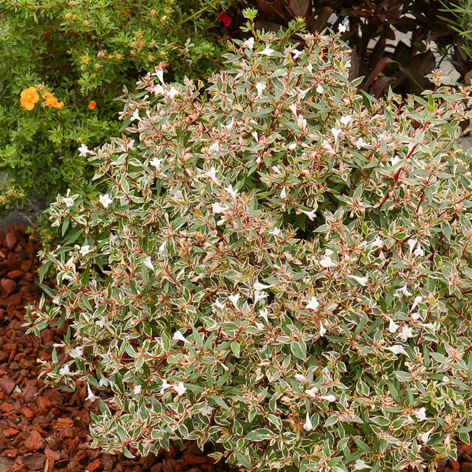 Großblütige Abelie Confetti - Abelia grandiflora Confetti - Bakker