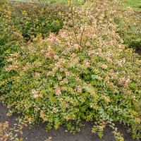Abelia grandiflora Sunshine Daydream ® - Abelie ‘Sunshine Daydream’® - Abelia
