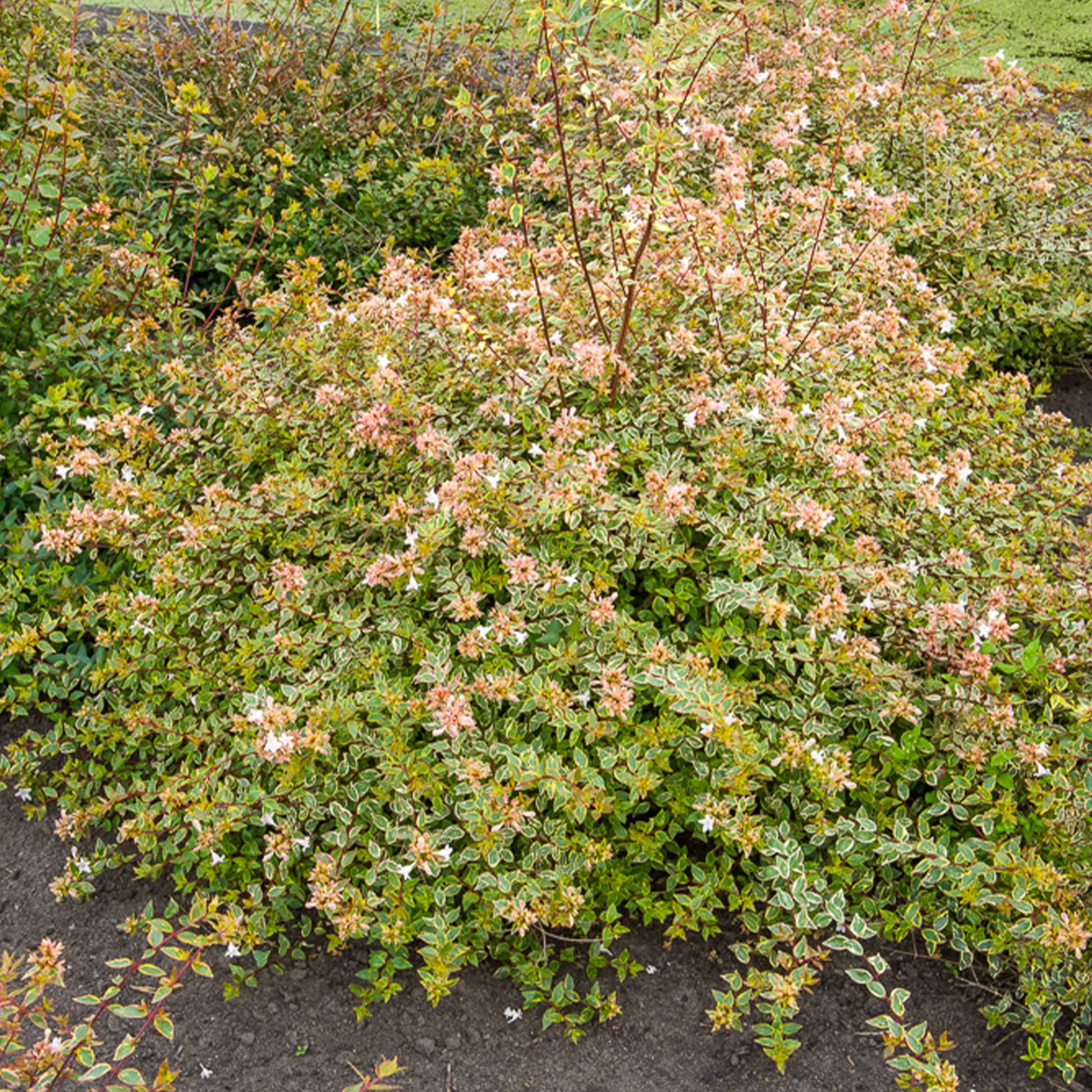 Abelia grandiflora Sunshine Daydream ® - Abelie ‘Sunshine Daydream’® - Abelia