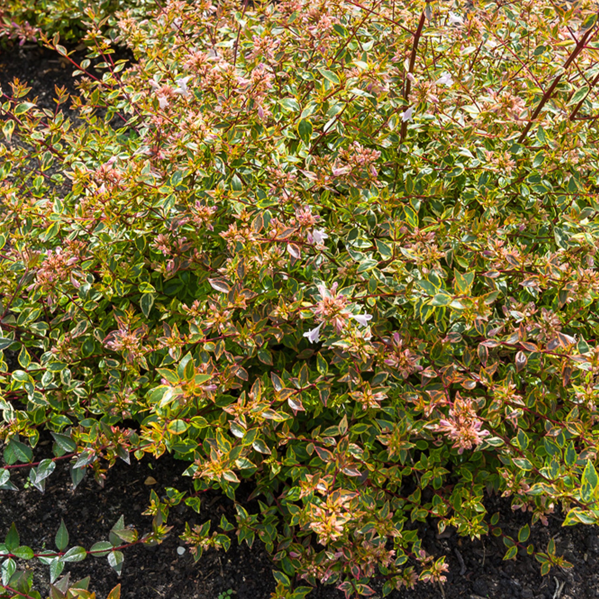 Abelie ‘Sunshine Daydream’® - Bakker