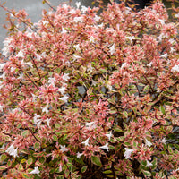 Abelie ‘Sunshine Daydream’® - Abelia grandiflora Sunshine Daydream ® - Bakker