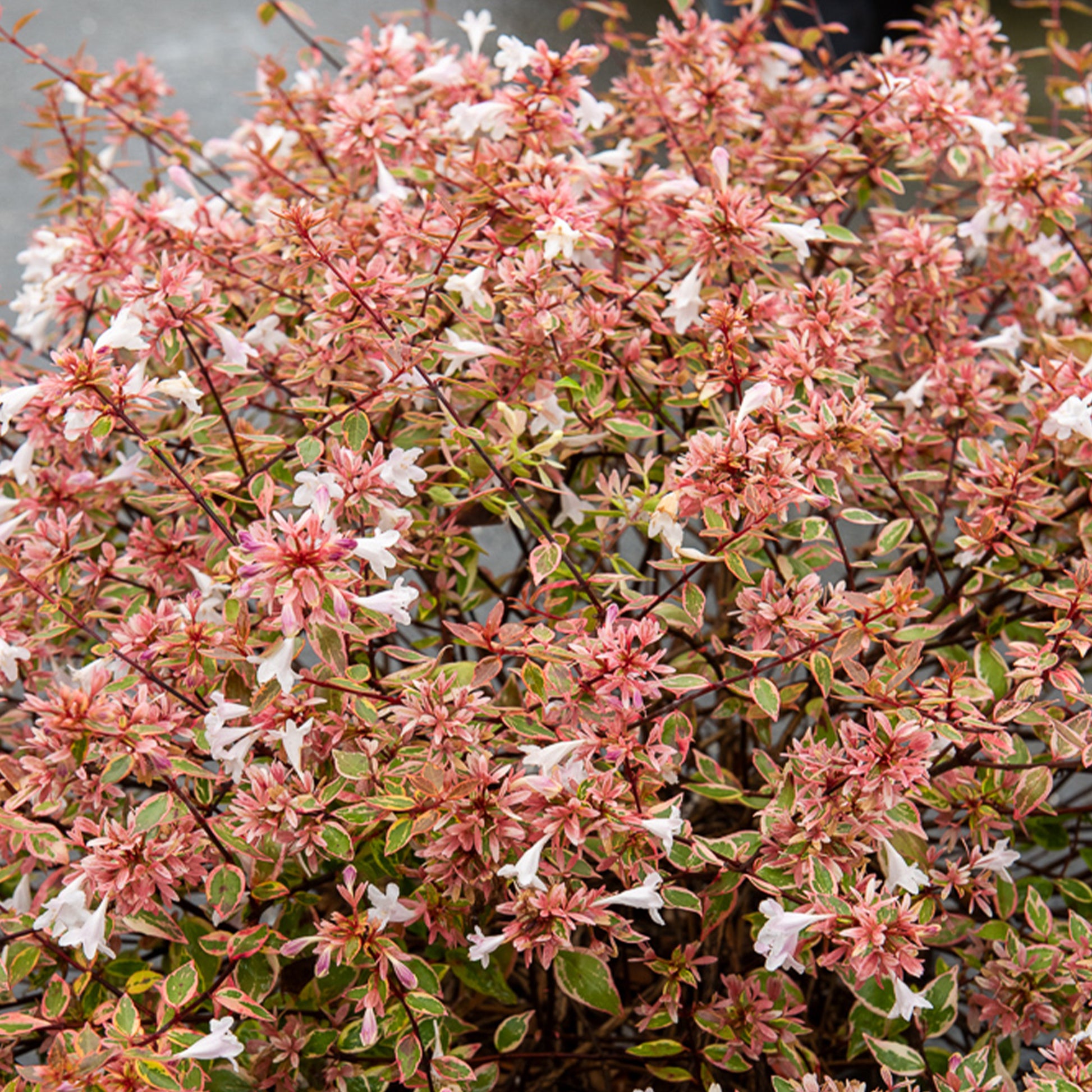 Abelie ‘Sunshine Daydream’® - Abelia grandiflora Sunshine Daydream ® - Bakker