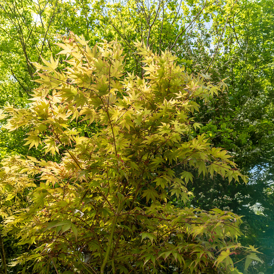 Acer palmatum Osakazuki - Japanischer Ahorn Osakazuki - Japanischer Ahorn