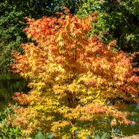 Acer palmatum Sangokaku - Japanischer Ahorn Sango-kaku - Japanischer Ahorn