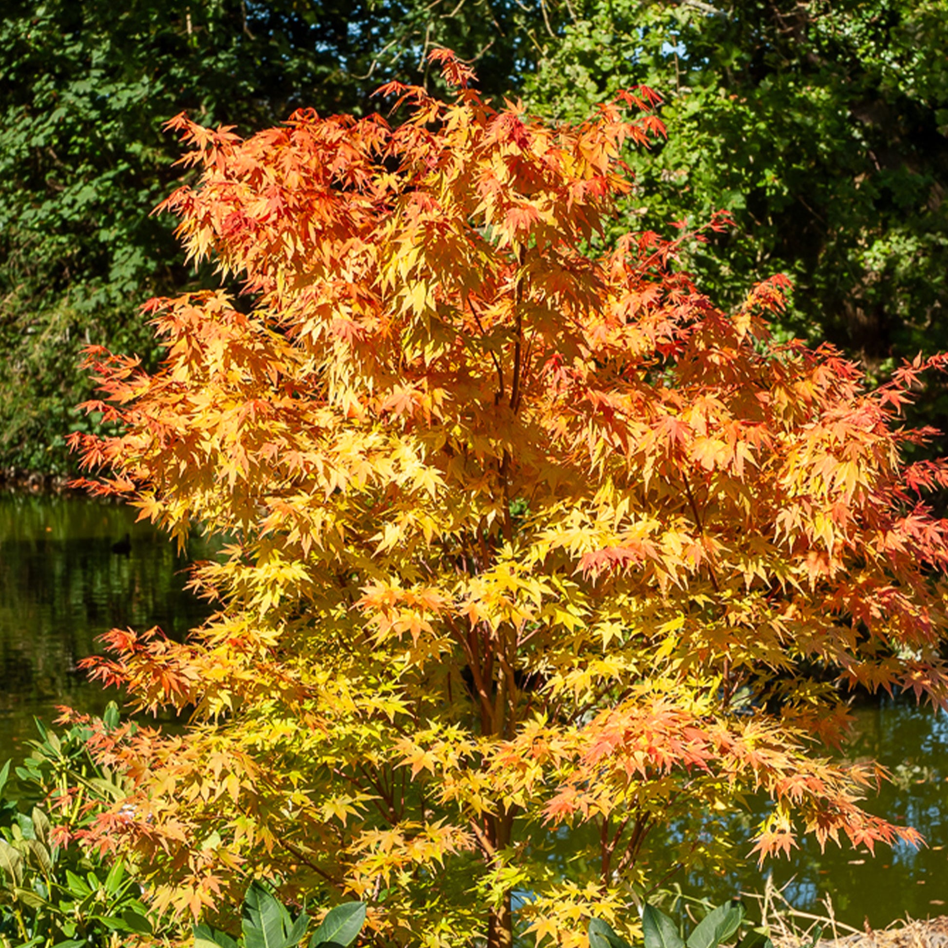 Acer palmatum Sangokaku - Japanischer Ahorn Sango-kaku - Japanischer Ahorn
