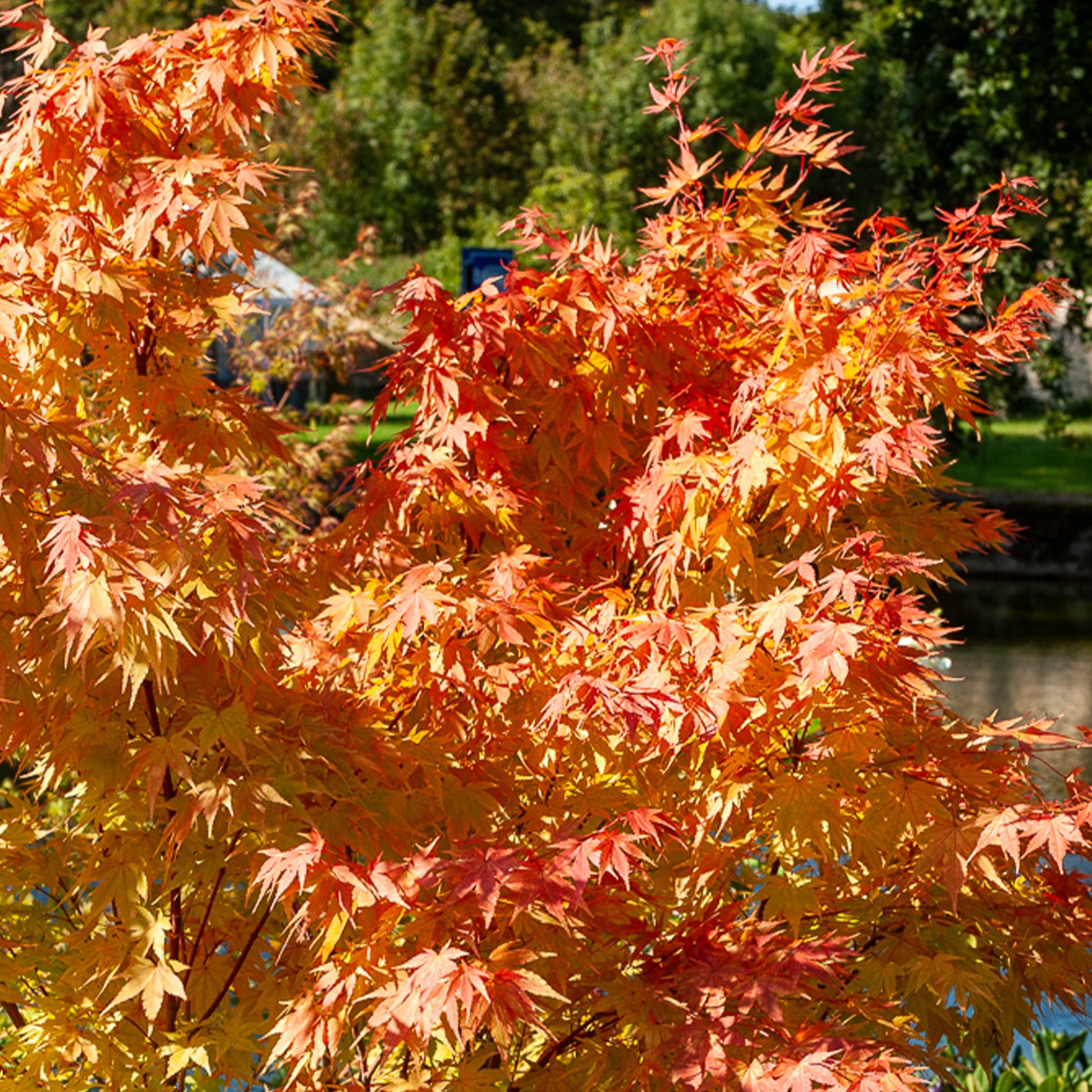 Japanischer Ahorn Sango-kaku - Acer palmatum Sangokaku - Bakker