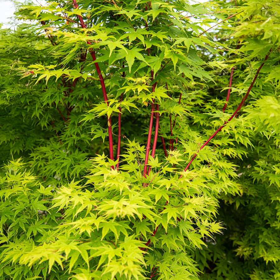 Japanischer Ahorn Sango-kaku - Bakker