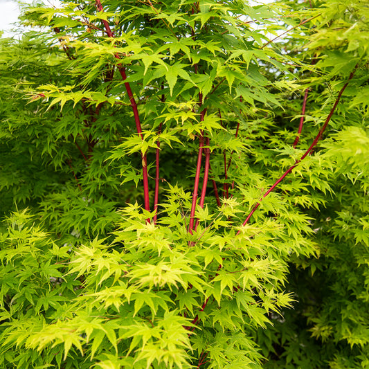Japanischer Ahorn Sango-kaku - Bakker