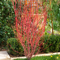 Verkauf Japanischer Ahorn Sango-kaku - Acer palmatum Sangokaku