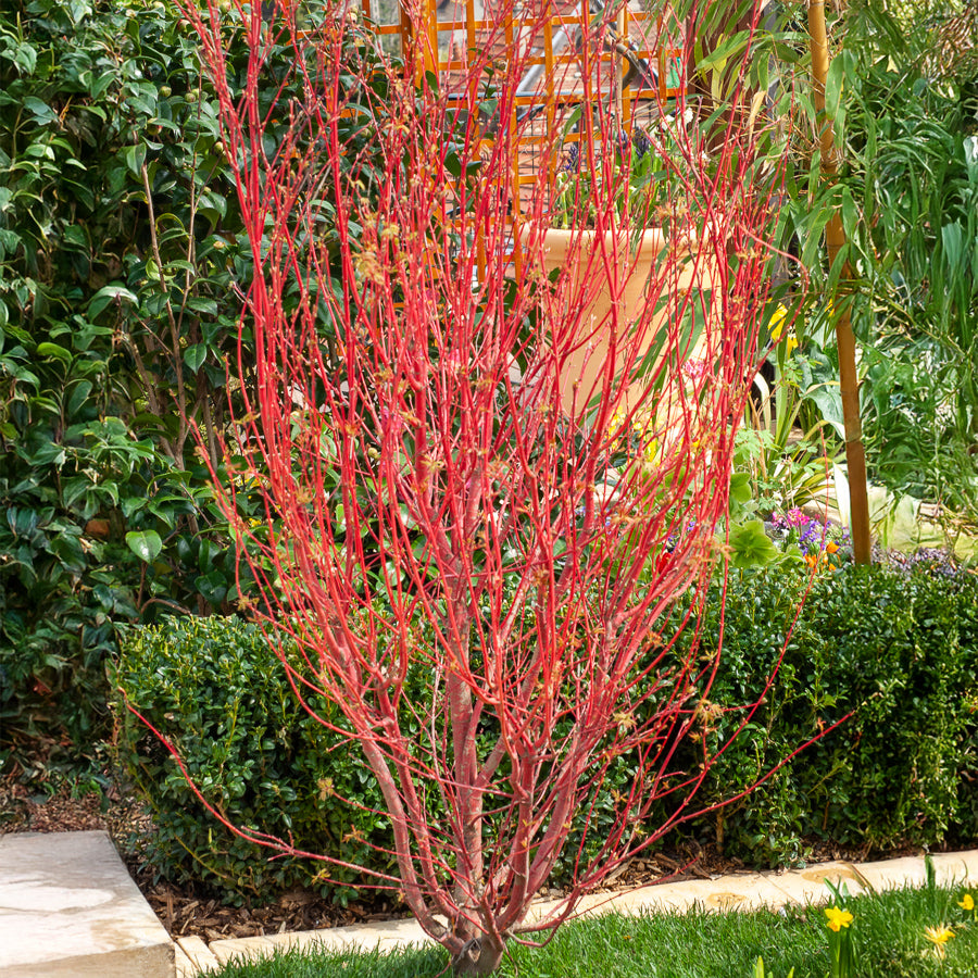 Verkauf Japanischer Ahorn Sango-kaku - Acer palmatum Sangokaku