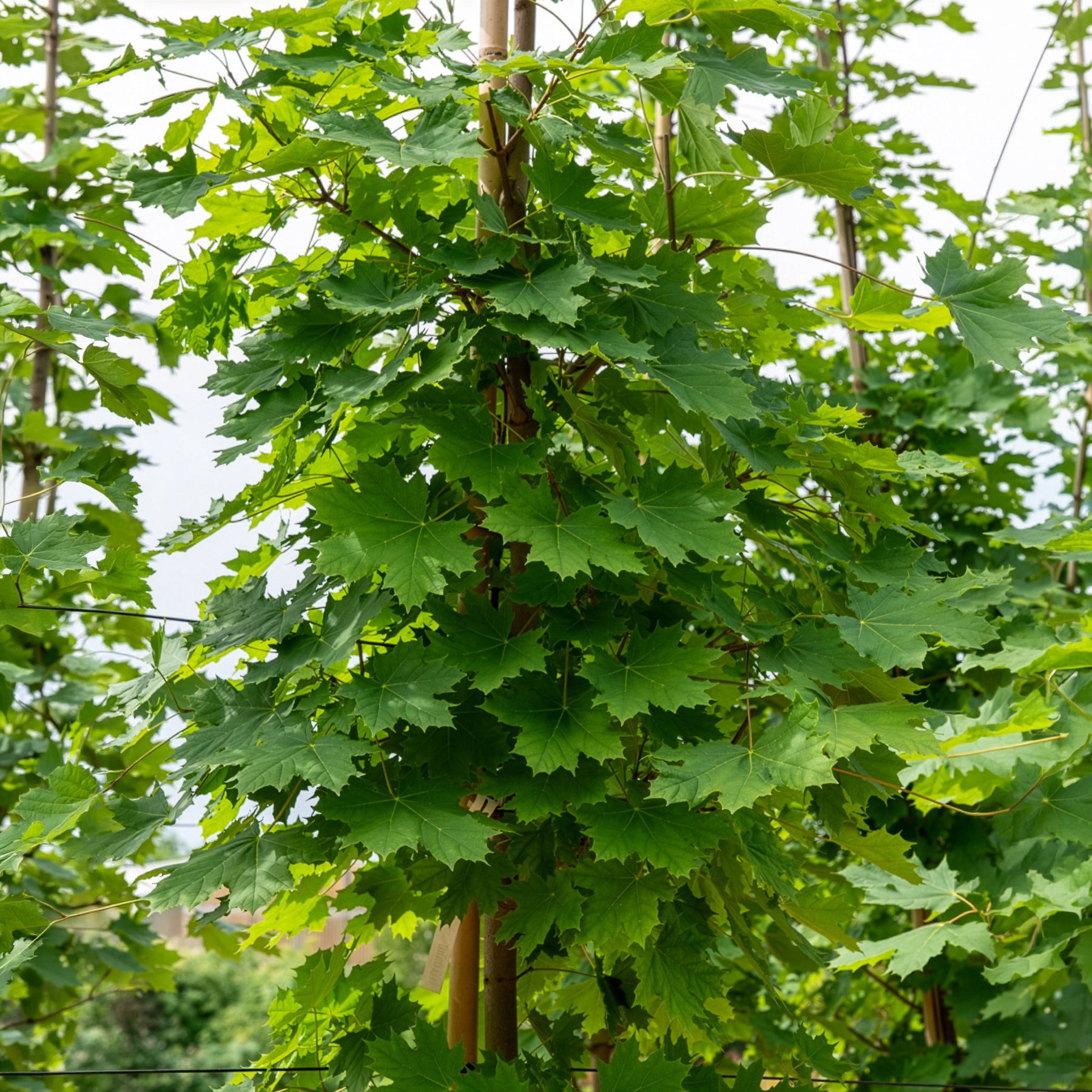 Ahorn - Spitzahorn - Acer platanoides