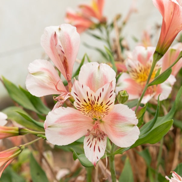 Inkalilie 'Duc d'Anjou Jean' - Alstroemeria Duc d'Anjou Jean - Bakker