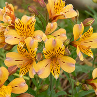 Inkalilie ‘Duc d’Anjou Nicolas’ - Alstroemeria Duc d'Anjou Nicolas - Bakker
