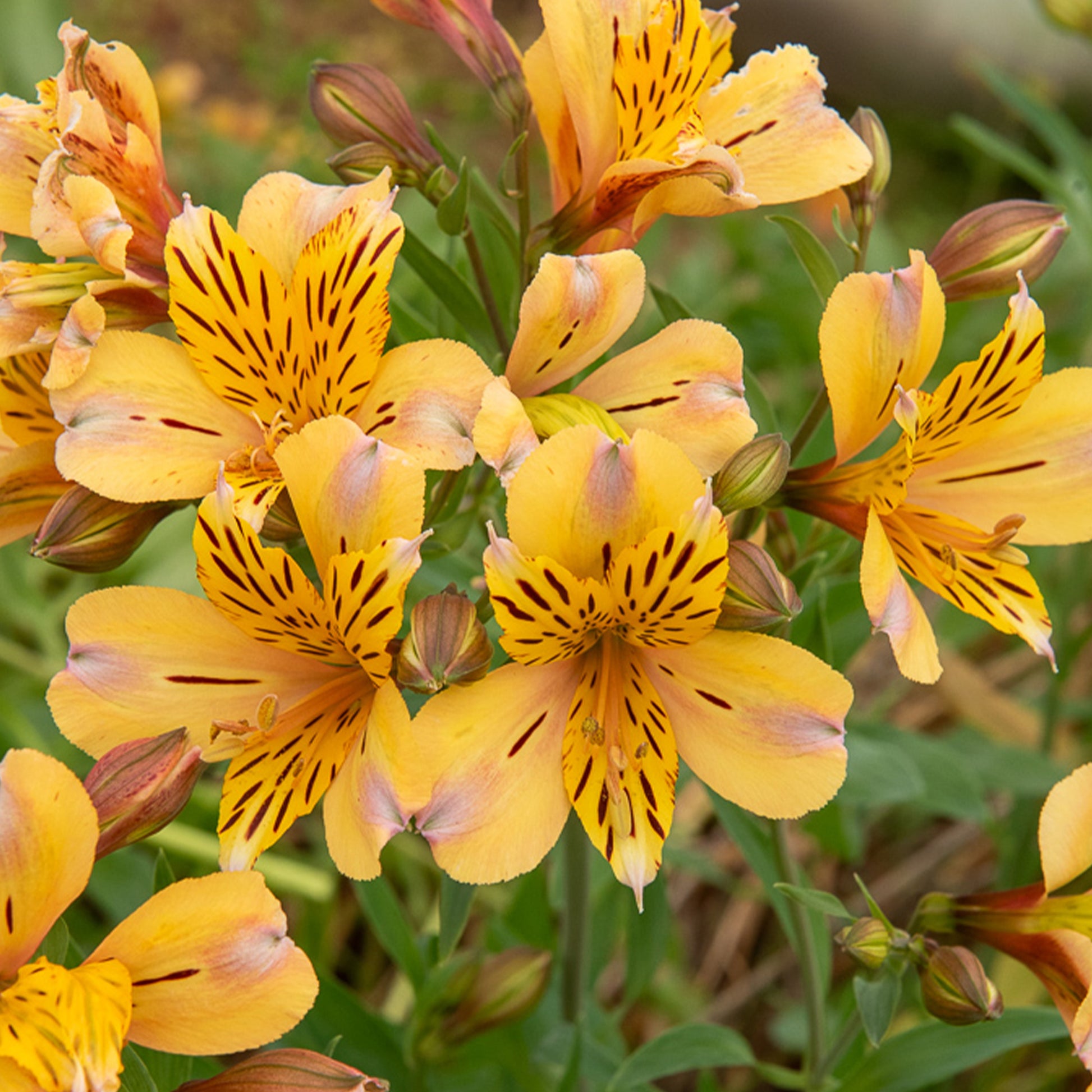 Inkalilie ‘Duc d’Anjou Nicolas’ - Alstroemeria Duc d'Anjou Nicolas - Bakker