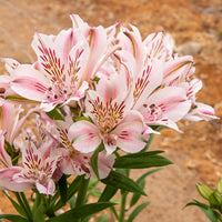 Inkalilie ‘Duchesse d’Anjou Béatrice’ - Alstroemeria Duchesse d'Anjou Béatrice - Bakker