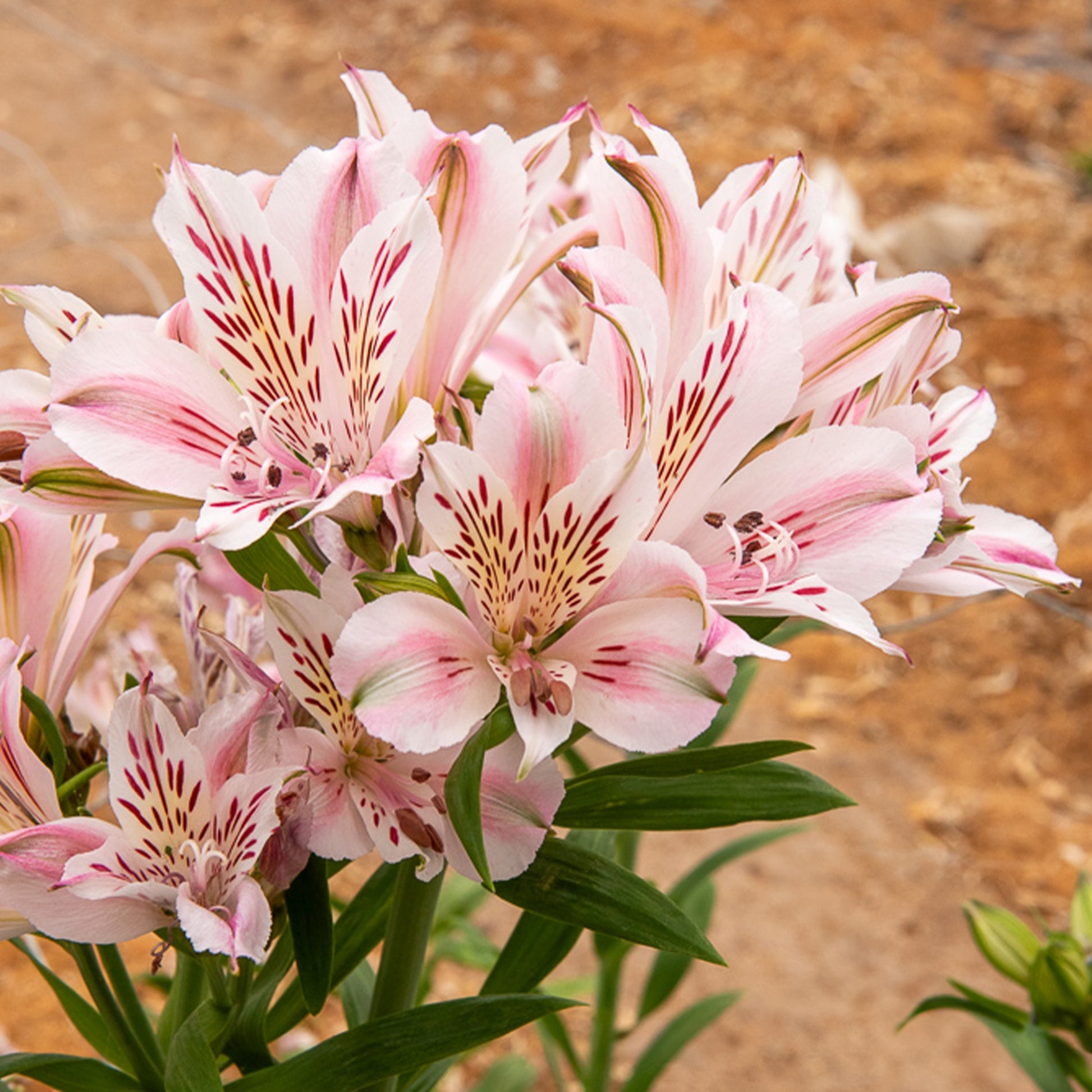 Inkalilie ‘Duchesse d’Anjou Béatrice’ - Alstroemeria Duchesse d'Anjou Béatrice - Bakker