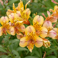 Inkalilie - Alstroemeria Majestic Layon - Alstroemeria Majestic Layon - Bakker
