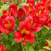 Inkalilie - Alstroemeria Majestic Liré - Alstroemeria Majestic Liré - Bakker