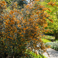 Berberis - Berberitze - Darwin-Berberitze - Berberis darwinii
