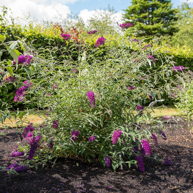Zwerg-Schmetterlingsflieder ‘Nanho Purple’ - Buddleja davidii Nanho Purple - Bakker