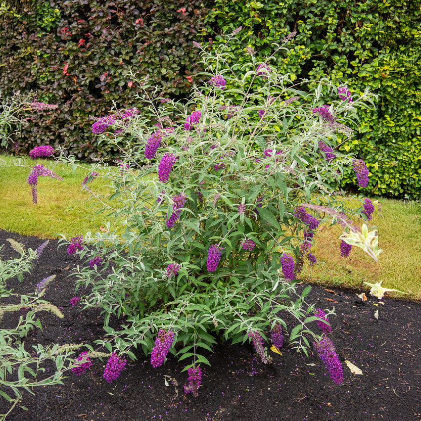 Zwerg-Schmetterlingsflieder ‘Nanho Purple’ - Bakker