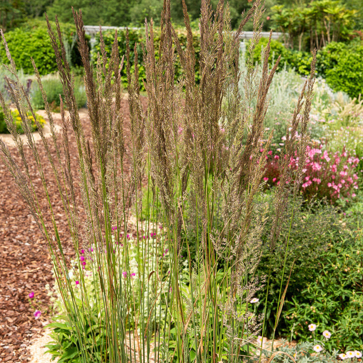 Verkauf Reitgras Karl Förster - Calamagrostis x acutiflora Karl Foerster