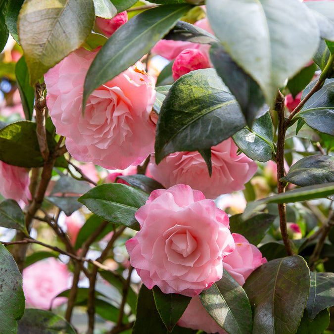 Camellia japonica Nuccio's Pearl - Japanische Kamelie ‘Nuccio’s Pearl’ - Kamelie
