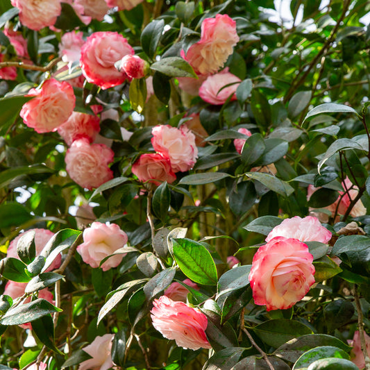 Japanische Kamelie ‘Nuccio’s Pearl’ - Bakker