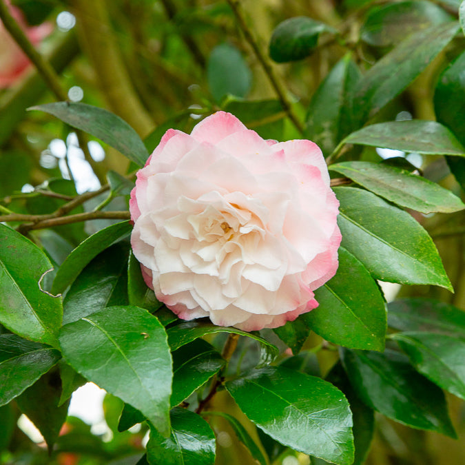 Japanische Kamelie ‘Nuccio’s Pearl’ - Camellia japonica Nuccio's Pearl - Bakker