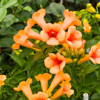 Klettertrompete ‘Indian Summer’® - Campsis tagliabuana Indian Summer ® - Bakker