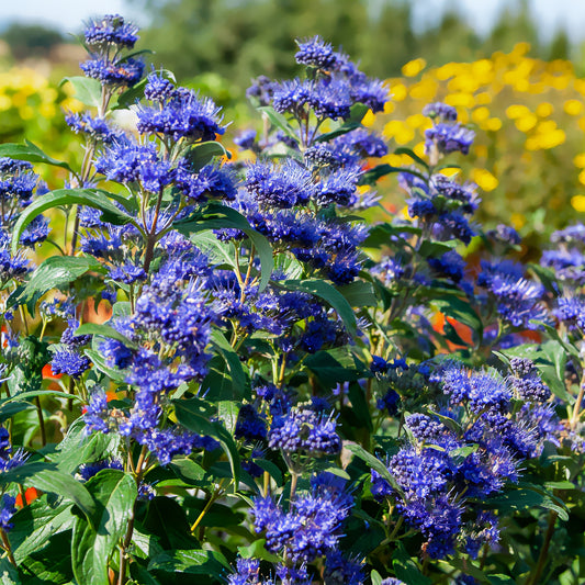 Bartblume ‘Grand Bleu®’ - Bakker