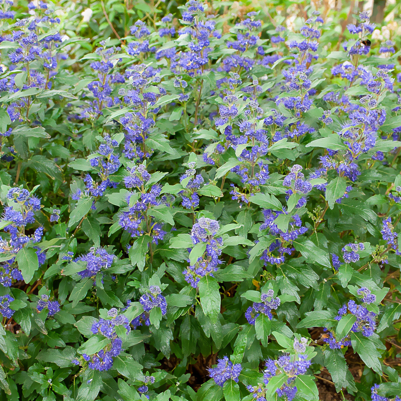 Caryopteris clandonensis Grand Bleu ® Inoveris - Bartblume ‘Grand Bleu®’ - Caryopteris