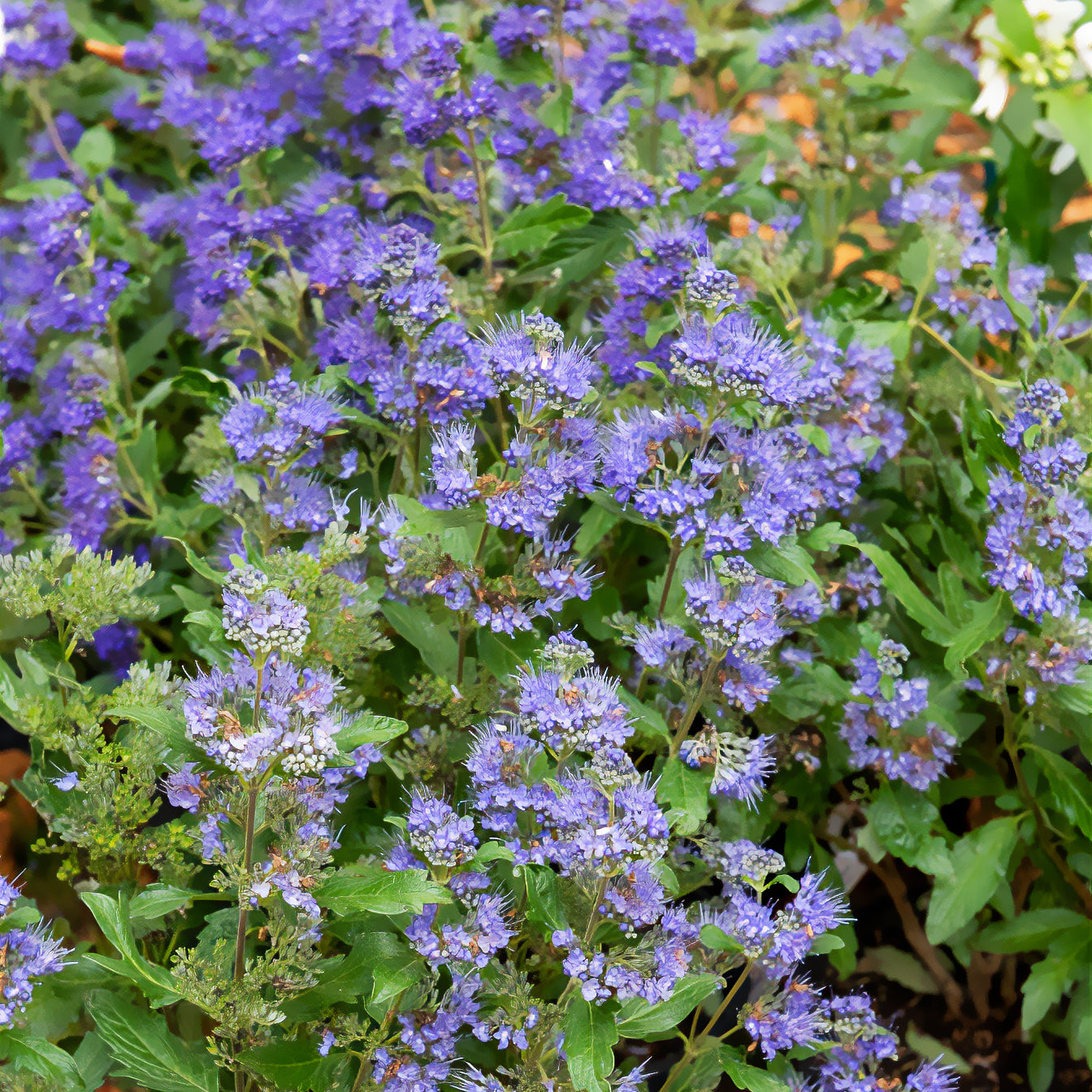 Bartblume ‘Grand Bleu®’ - Caryopteris clandonensis Grand Bleu ® Inoveris - Bakker