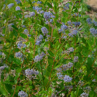Ceanothus 'Autumnal Blue' - Ceanothus Autumnal Blue - Bakker