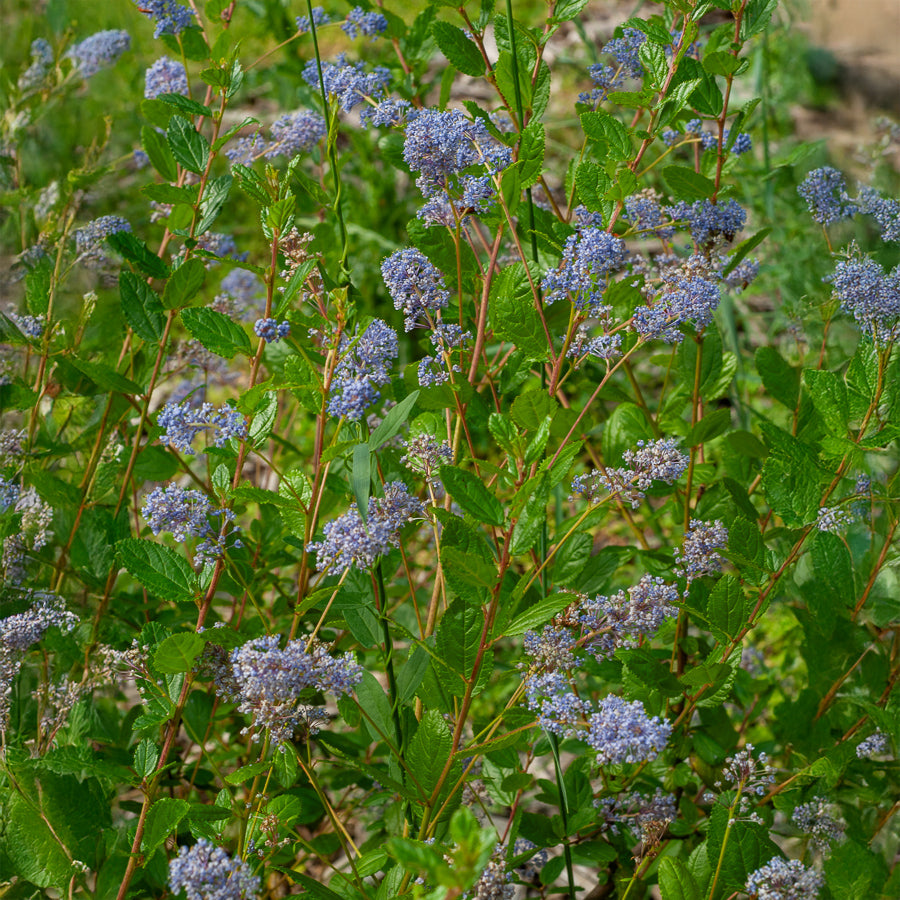 Ceanothus 'Autumnal Blue' - Ceanothus Autumnal Blue - Bakker
