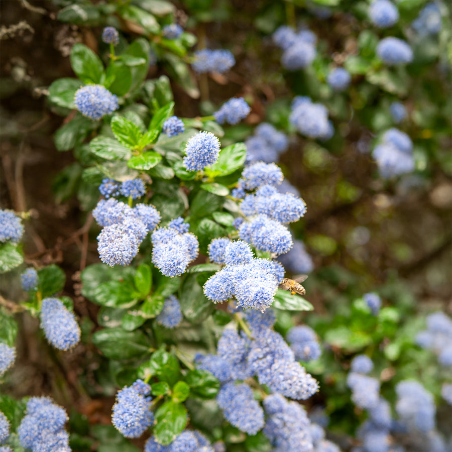 Kalifornischer Flieder Yankee Point - Ceanothus griseus Yankee Point - Bakker