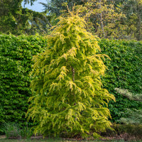 Zwerg-Himalaya-Zeder 'Golden Horizon' - Cedrus deodara Golden Horizon - Bakker
