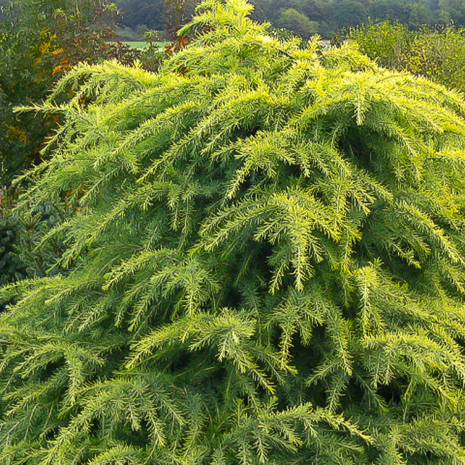 Zwerg-Himalaya-Zeder 'Golden Horizon' - Bakker