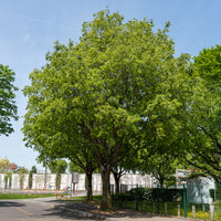 Zürgelbaum - Bakker
