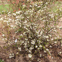 Chaenomeles - Zierquitte - Japanische Quitte Nivalis - Chaenomeles speciosa Nivalis