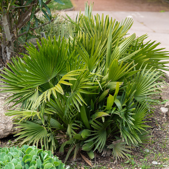 Palmen - Zwergpalme Vulcano - Chamaerops humilis Vulcano 