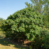 Losbaum (Clerodendrum) - Bakker