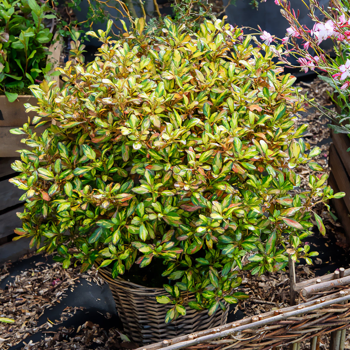 Coprosma Evening Glow - Coprosma ‘Evening Glow’ - Immergrüne Sträucher