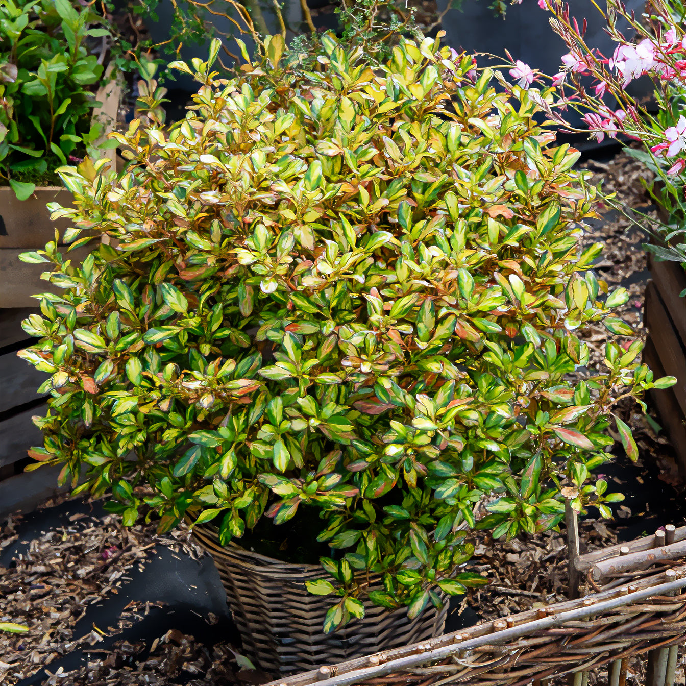 Coprosma Evening Glow - Coprosma ‘Evening Glow’ - Immergrüne Sträucher