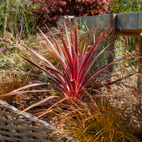 Cordyline australis Pink Passion® - Australische Keulenlilie Pink Passion® - Cordyline